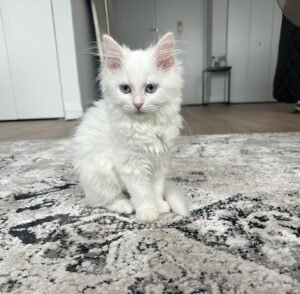 NALA / FEMALE