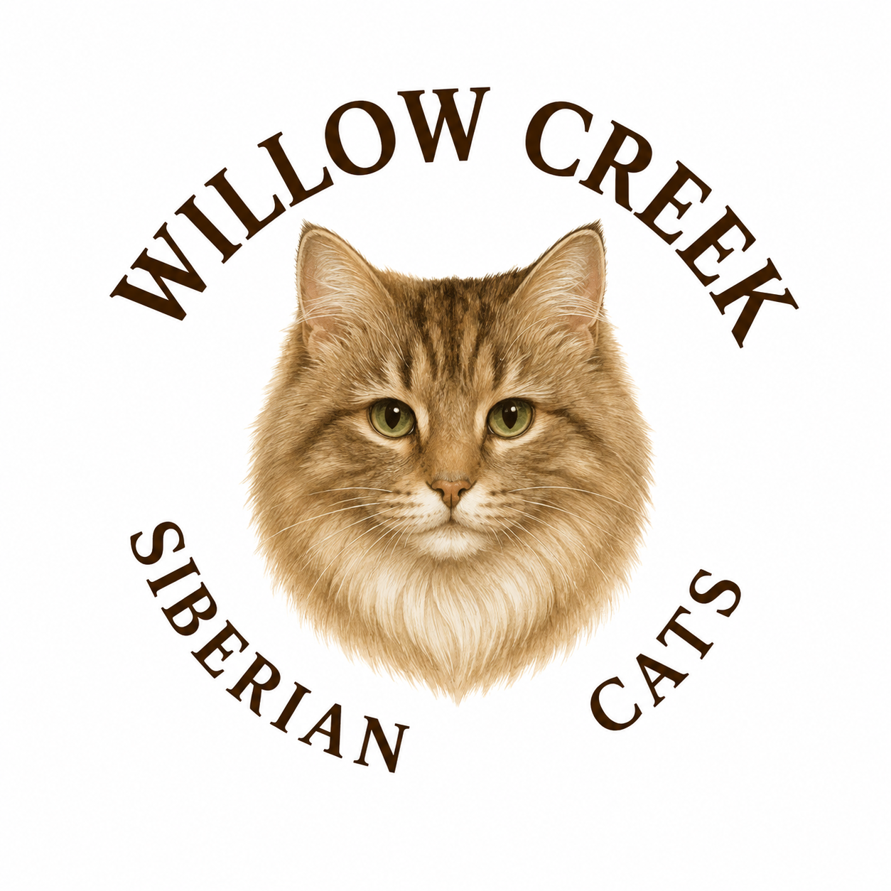 Willow's Siberian Kittens